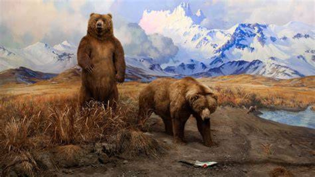 Bears of the Last Frontier | Brown Bear Facts | Nature