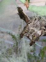 Birds Trapped in Fake Spider Webs |