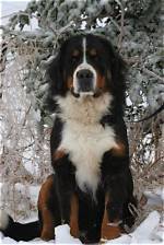 Burmese Mountain Dog: the Majestic Canine Companion