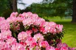 Can Azaleas Grow in Wisconsin? |