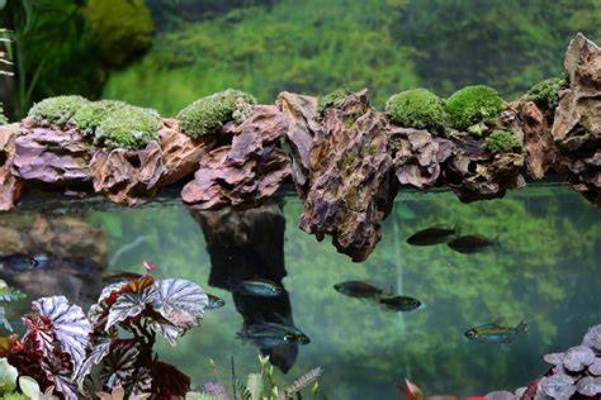 Creating a Unique Aquatic Environment: the Fish Tank with Cat Hole