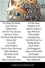 Creative and Fun Cat Wifi Names: a Complete Guide