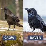 Crow v Raven: a Battle of Intelligence and Symbolism
