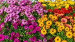Daisy Blooms of Name: a Floral Journey of Identity and Significance