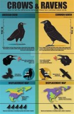Diferencia De Crow Y Raven: Un Viaje Al Mundo De Las Aves Negras
