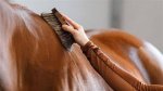 Discover the Secrets of Exceptional Horse Grooming with "Grooming by Brenda"