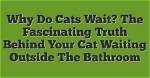 Discover the Truth Behind "What Is Cat Blender Video"