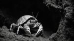 Discovering the Melodic Depths of the Crab Souls Song