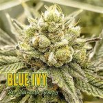 Discovering the Wonders of the Blue Ivy Strain