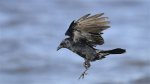 Do Crows Fly in Snow? Celebrity |