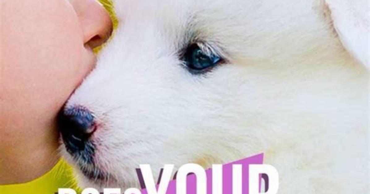 Do Dogs Like Being Kissed? Understanding Canine Affection