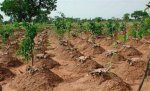 Essential Guide: Laminated Yam Cultivation Tips and Benefits per Week