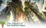 Exploring the Life and Legacy of Pine Robert: an Inspirational Journey