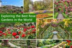 Exploring the World of Rose Hart on Onlyfans: a Comprehensive Guide