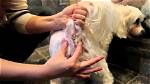 How Do You Squeeze a Dog's Anal Glands? a Comprehensive Guide for Pet Owners