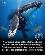How Old Is Nan Hauser? Everything on the Biologist Saved by a Humpback Whale