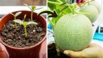 How to Grow Honeydew Melon