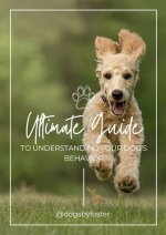 Imskirby Dog: the Ultimate Guide to Understanding This Remarkable Breed