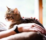 Insights into the "Guy Puts Cat in Blender" Arrest