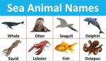 Name Something You Find in a Fish Tank Text or Die Answers ·