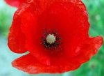Poppy Symbolism: Peace and Stability ·