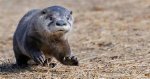 The Astonishing Height of the Mexican Otter