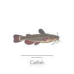 The Demise of a "Catfish" Icon