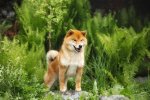 The Dog Breed That Is Closest to a Wolf
