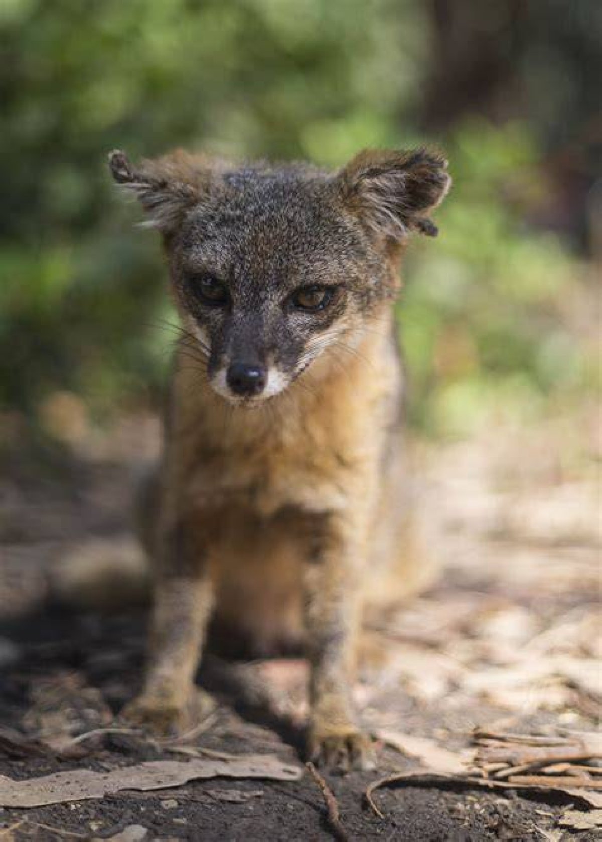 The Enigmatic Tale of the Fox Nickel Creek