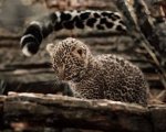 The Enigmatic World of Jack Leopards: Discovering the Legacy and Impact