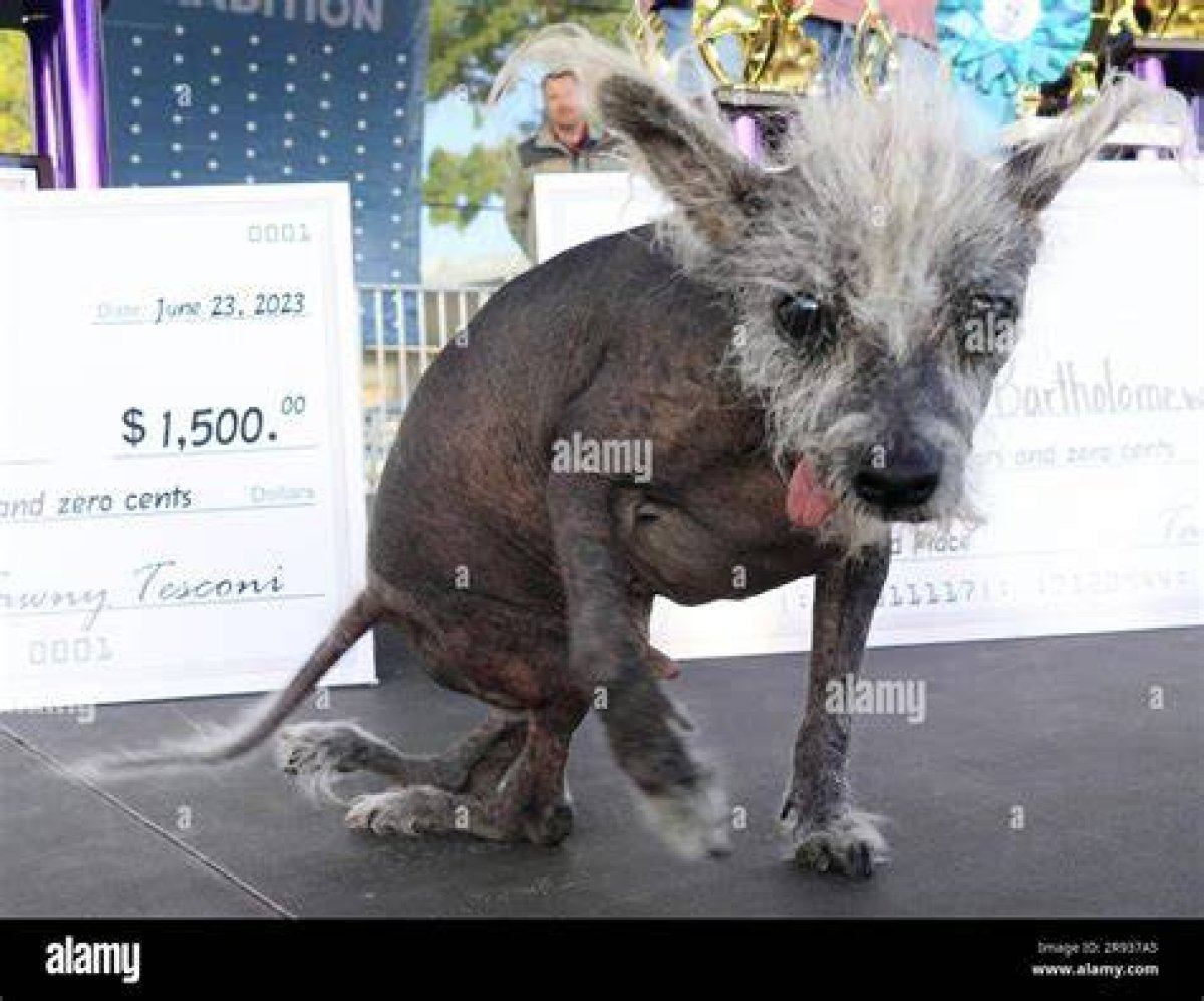 The Petaluma Ugliest Dog Contest: a Celebration of Unique Beauty