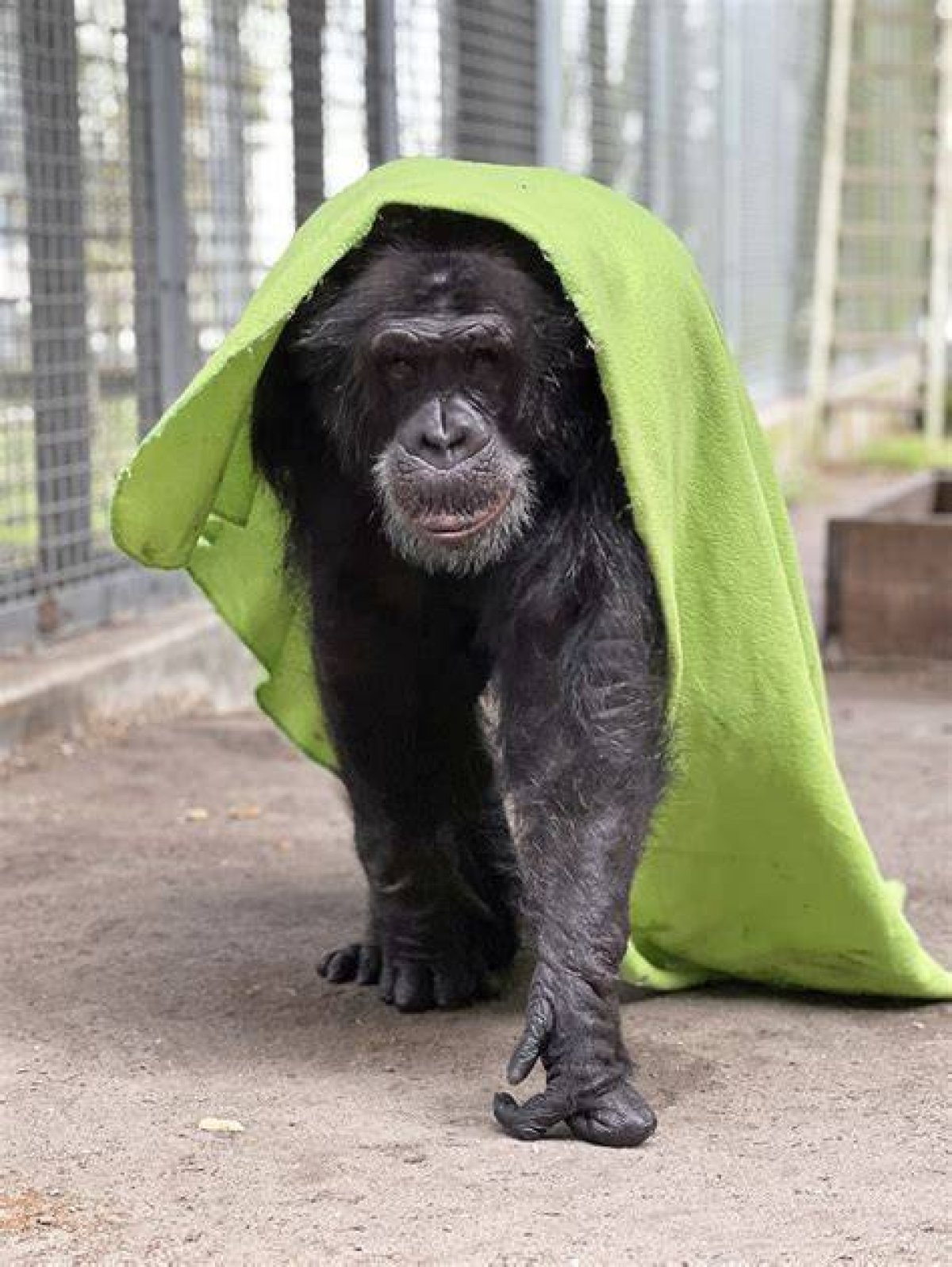 Tonka Chimp Crazy: the Unforgettable Journey of a Remarkable Primate