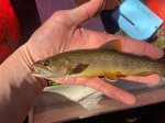 Understanding Trout Age: the Key to Unlocking Their Life Cycle