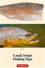 Understanding Trout Age: What Every Angler Should Know
