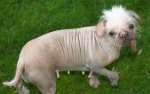 Unleash the Secrets of "Ugly Dog Pictures": Discover Unconventional Beauty