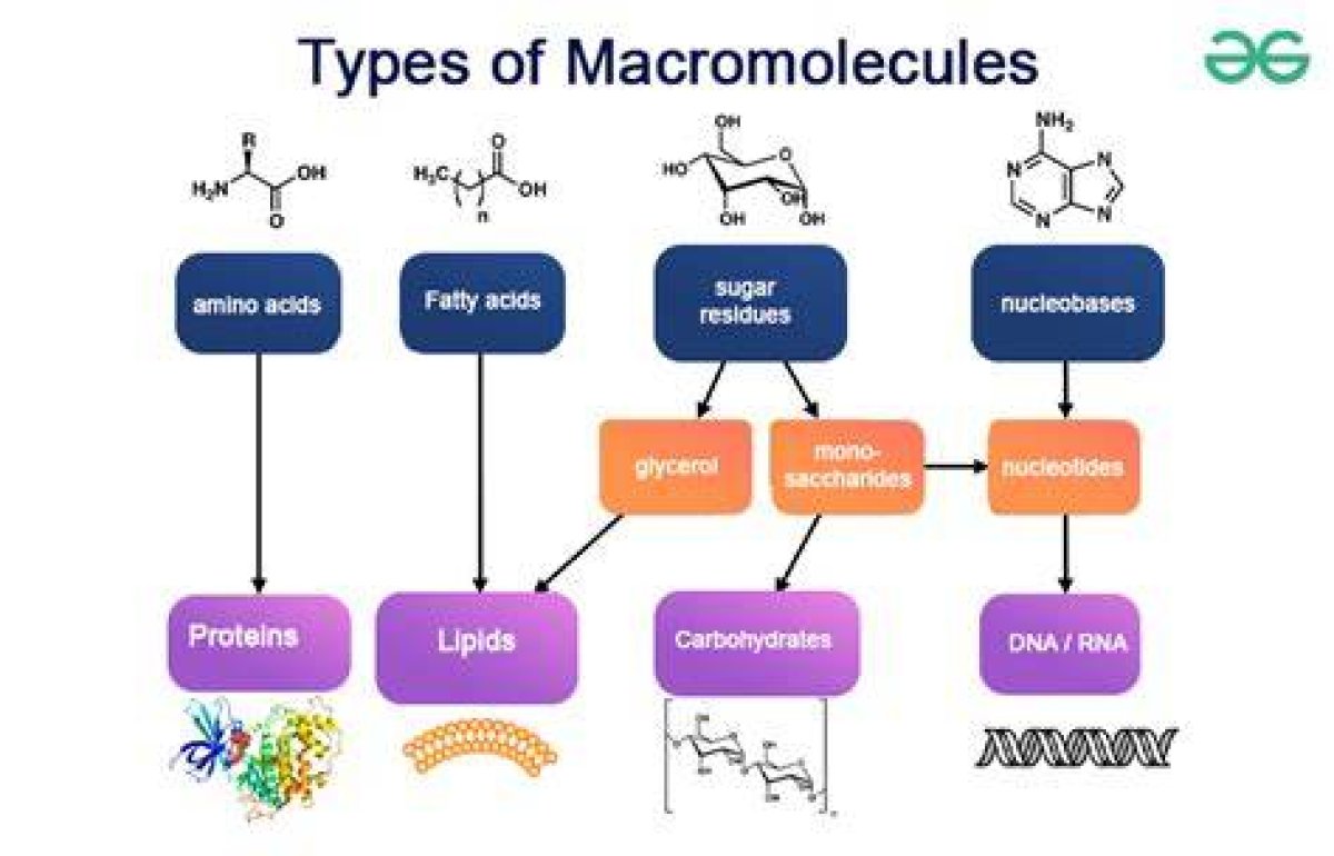 Unlock the Secrets of Building Macromolecules: Your Key to Discoveries