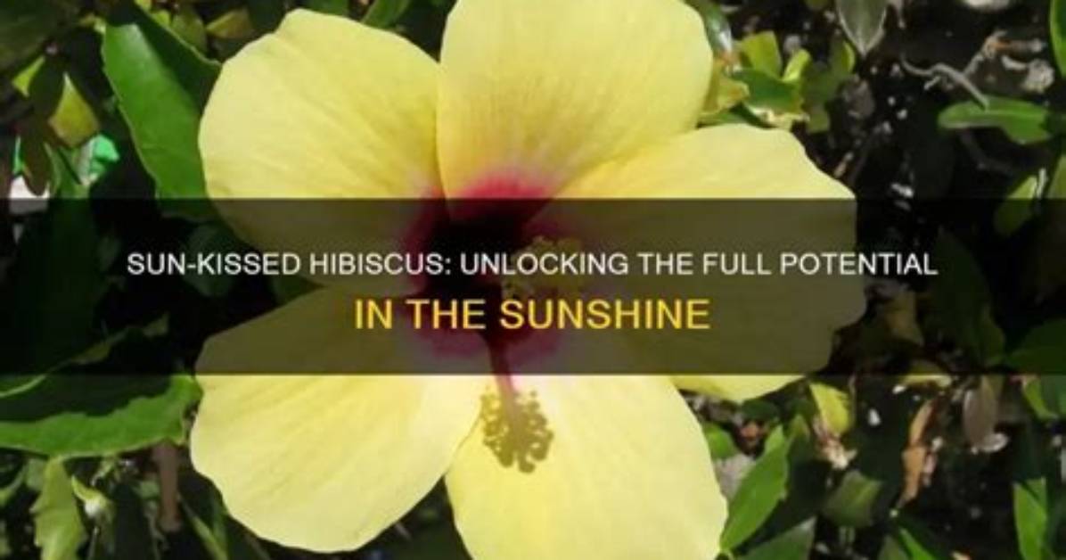 Unlocking the Mysteries of the Sun Kissed Bone in Osrs