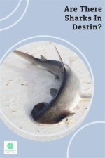 Unlocking the Secrets of Sharks in Destin, Florida: 2023 Discoveries