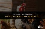 Unraveling the Mystery of the Rooster That Laughs