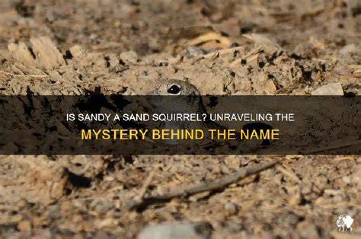 Unraveling the Mystery: Where Is Sandy Bentley Now?