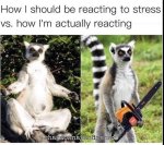 Unraveling the Quirky World of Weird Memes