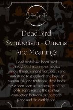 Unsettling Omens: Birds Associated with Death and Mortality