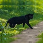 Unveiling the Mystery: Black Panther Spotted in Alabama