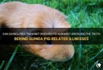 Unveiling the Secrets Behind Guinea Pigs' Energetic Jumps