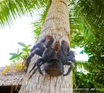 Unveiling the Wonders of the Coconut Crab: Discoveries and Insights Await