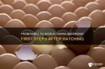 Unveiling Toriana Hatch: a Hatching Revolution