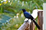 What Are the Black Birds in Cancun Called? |