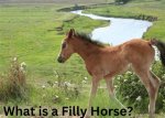 What Is a Filly Horse? Understanding the Basics and Unique Characteristics