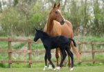 What Is a Young Female Horse Called? Discover the Fascinating World of Equine Terminology