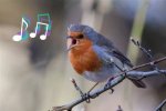 When the Bird Sings: Let the Bodies Speak